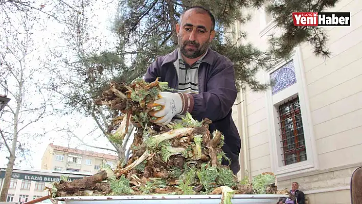 Elazığ'da 'Çiriş' ve 'Kenger' otu, tezgahlardaki yerini aldı