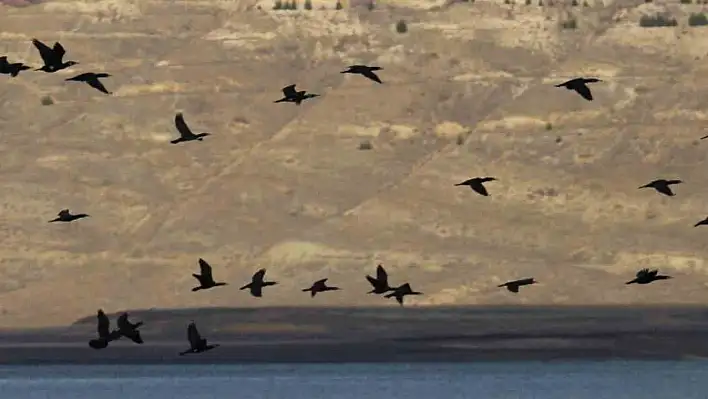 Elazığ'da  su kuşu sayım çalışmaları