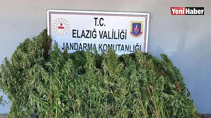 Elazığ'da 110 Kök Kenevir Ele Geçirildi