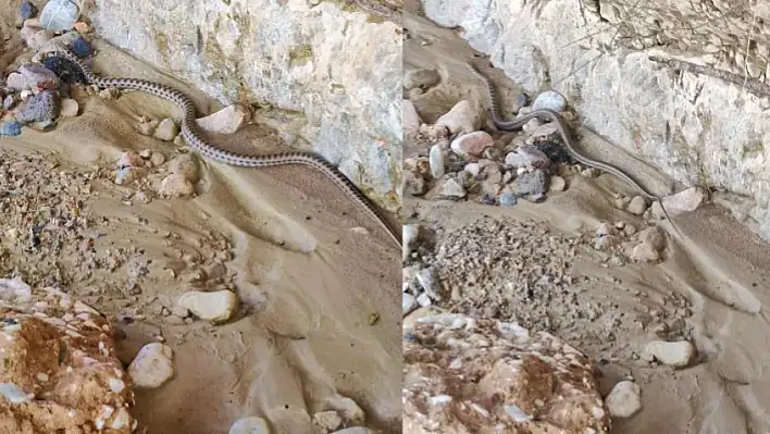 Orta Asya'da Görülen Elazığ'da Görüldü