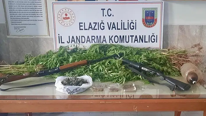 Palu'da 354 Kök Kenevir Ele Geçirildi