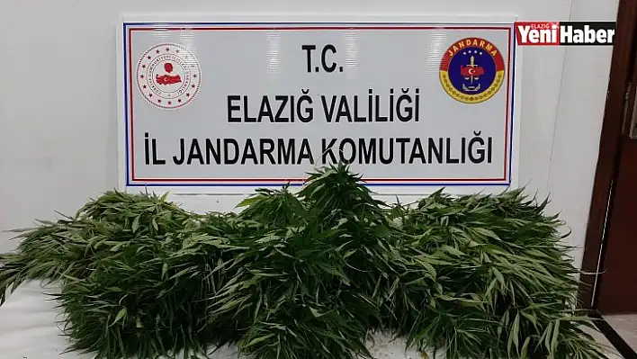 Elazığ'da 73 Kök Kenevir Ele Geçirildi