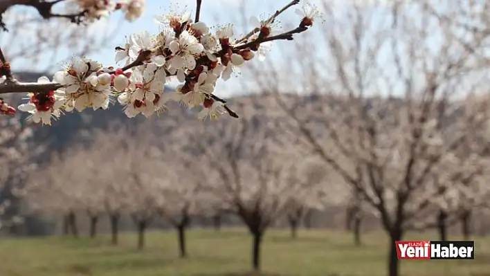 Elazığ'da Ağaçlar Beyaz Gelinliğini Giyindi