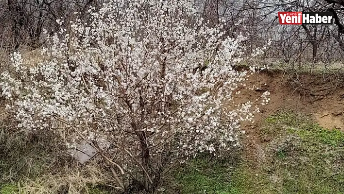 Elazığ'da baharın habercisi bademler çiçek açtı