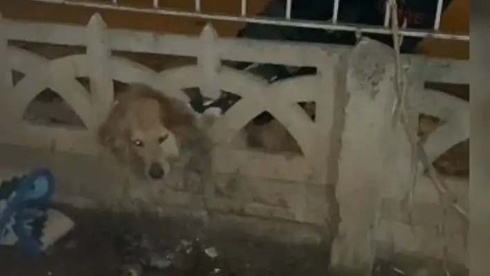 Elazığ'da başı duvara sıkışan köpeği itfaiye kurtardı