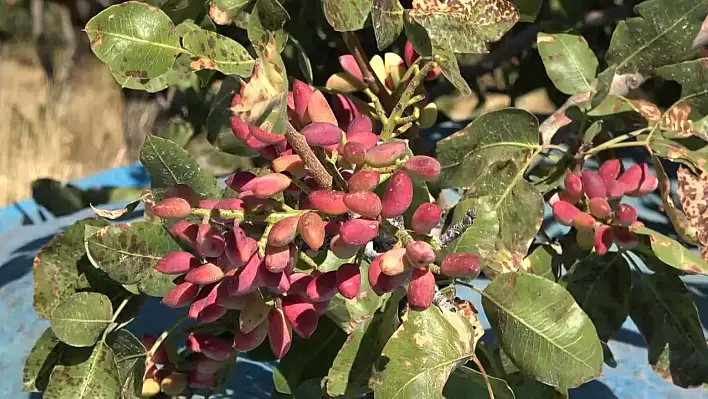 Elazığ'da Bir İlki Başardı!