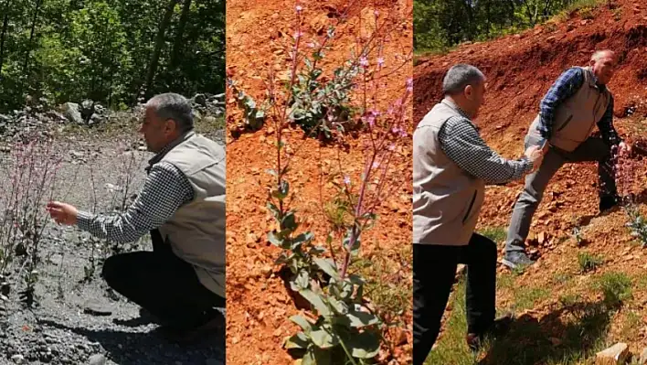 Elazığ'da Bitki İzleme Çalışması