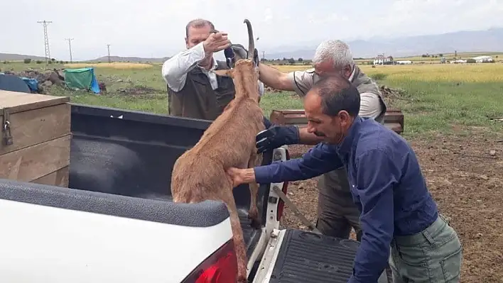 Dağ Keçisi Koruma Altına Alındı