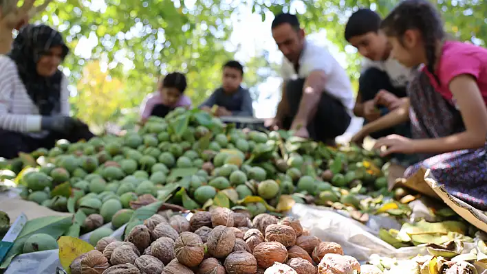 Elazığ'da Ceviz Hasadı Başladı