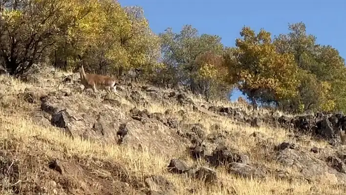 Elazığ'da dağ keçileri görüldü