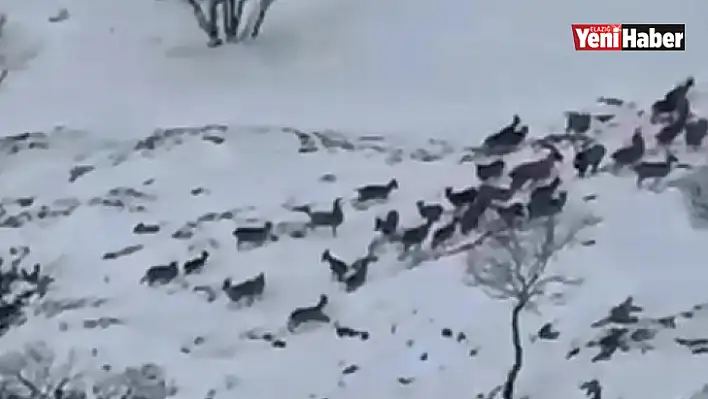 Elazığ'da dağ keçileri sürü halinde görüntülendi