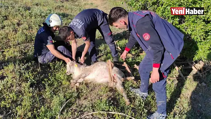 Elazığ'da definecilerin kazdığı kuyuya düşen keçi kurtarıldı