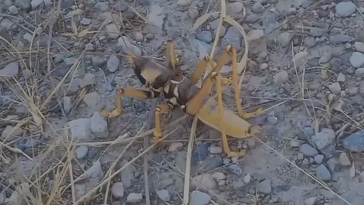 Elazığ'ı Dev Çekirgeler Bastı