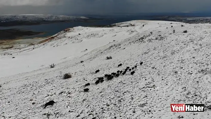 Elazığ'da Domuz Sürüsü Görüntülendi