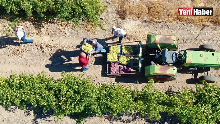 Elazığ'da 'En Tatlı' Hasat Dönemi Başladı