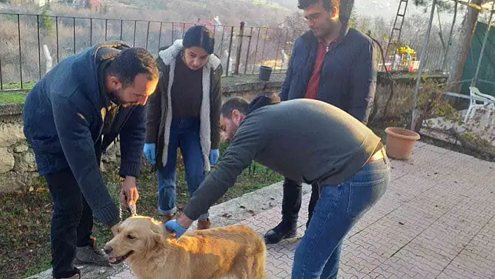 Evcil Hayvanlara Çip Uygulaması