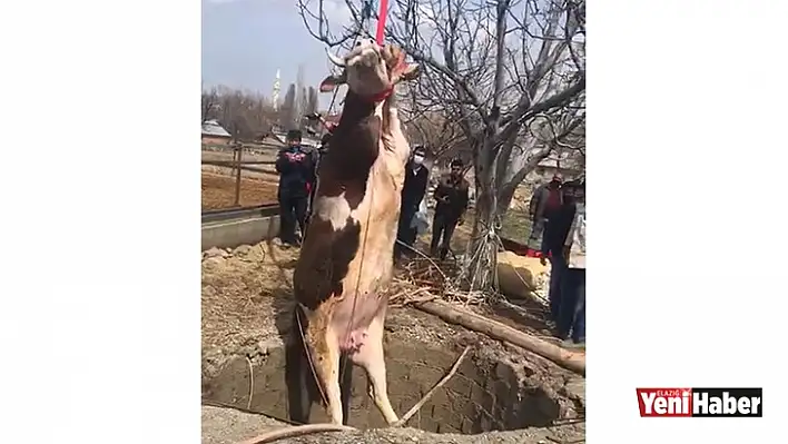 Elazığ'da Gebe İnek Kuyuya Düştü