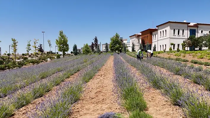 Elazığlı Gençlerden Lavanta Yatırımı