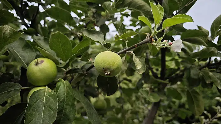 Elazığ'da Hayrete Düşüren Olay!