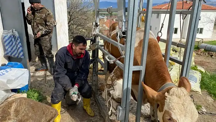 Elazığ'da İneklere Pedikür Bakımı