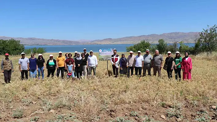 Elazığ'da Nohut Hasadı Başladı