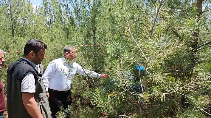 Kızılçamlara Bakım Çalışması Yapıldı