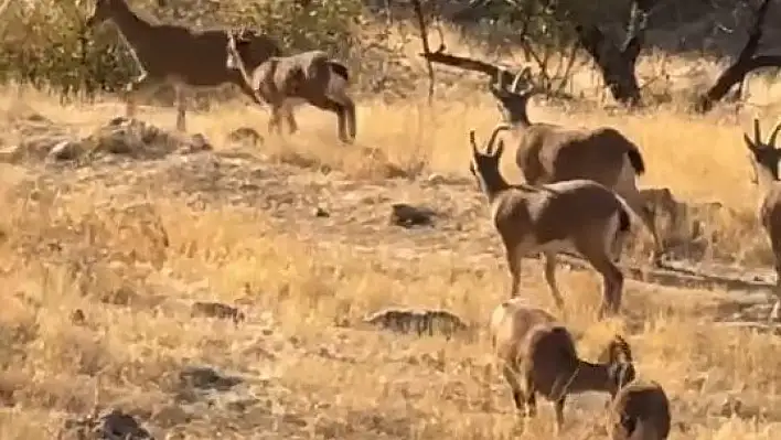 Elazığ'da koruma altında olan dağ keçileri görüldü