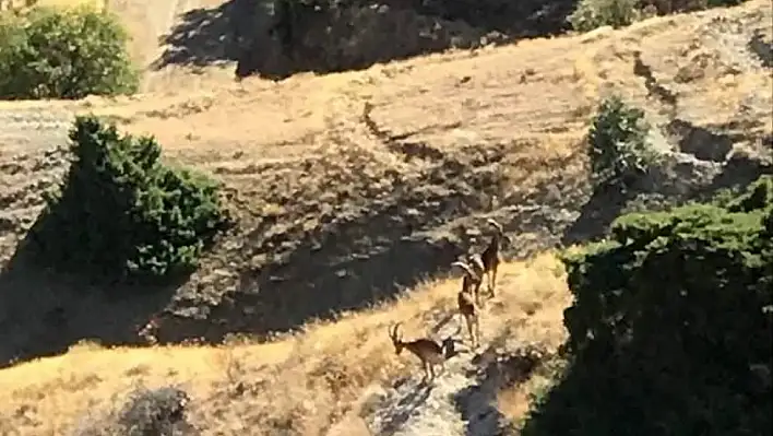 Dağ Keçileri Harput'ta Görüldü