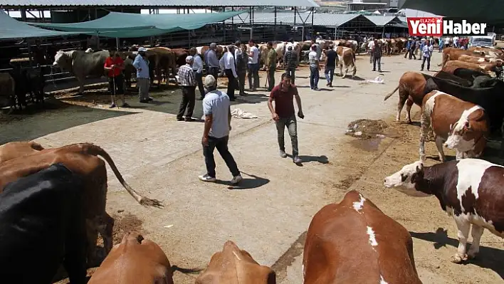 Bu Yıl Kurban Satışlarında Azalma Var