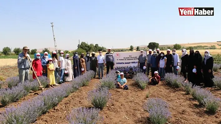 Elazığ'da Lavanta Hasadı Gerçekleşti