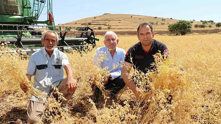 Elazığ'da Nohut Hasadı