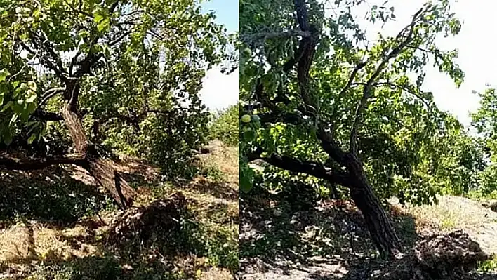 Elazığ'da Rüzgar Yıktı Geçti!