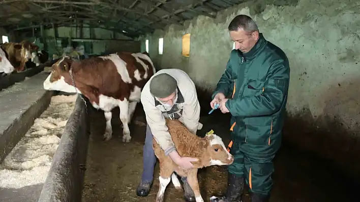 Şap İle Mücadele Sürüyor