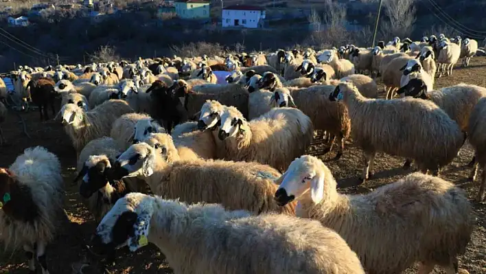 Elazığ'da Şap Virüsü Alarmı!