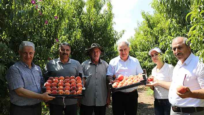 Elazığ'da Şeftali Hasadı Başladı