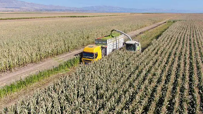 Elazığ'da Mısır Hasadı Başladı