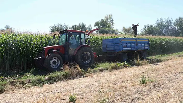 Elazığ'da Silajlık Mısır Hasadı Başladı