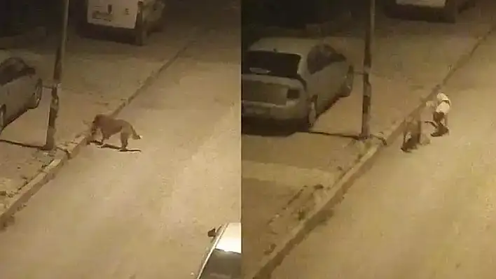 Elazığ'da Sokak Köpeği Dehşeti