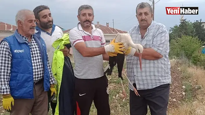 Elazığ'da tedavisi yapılan leylek, doğaya bırakıldı