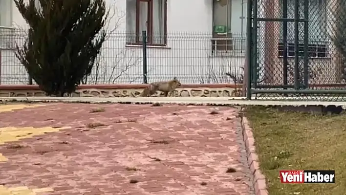 Elazığ'da Tilki Şehre İndi