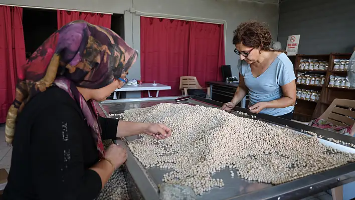 Elazığ'da Tonlarca Leblebi Üretiyor