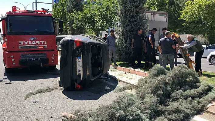 Refüje Çıktı, Ağaçları Devirdi!