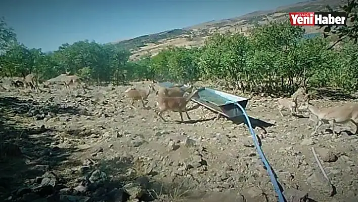 Elazığ'da Yaban Hayatı Fotokapanla Görüntülendi