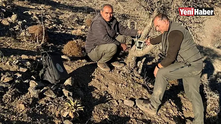 Elazığ'da Yaban Hayatı ve Kaçak Avcılar Fotokapanlarla Tespit Ediliyor