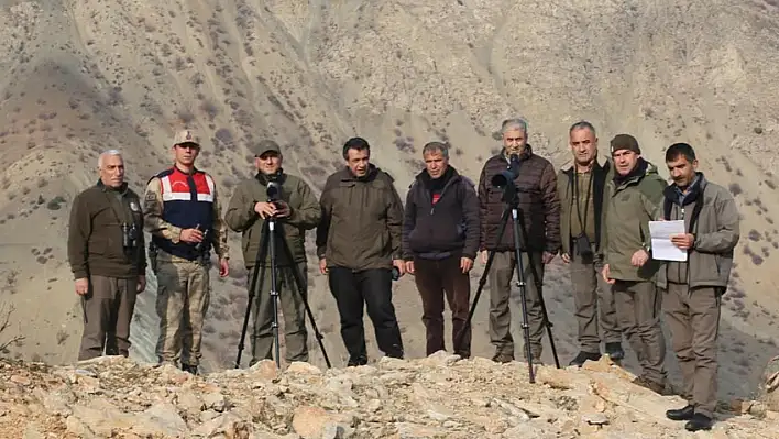 Elazığ'da yaban keçisi envanter çalışması yapıldı