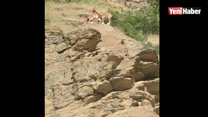 Elazığ'da yaban keçisi sürüsü görüldü