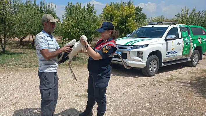 Yaralı Leylek, Koruma Altına Alındı