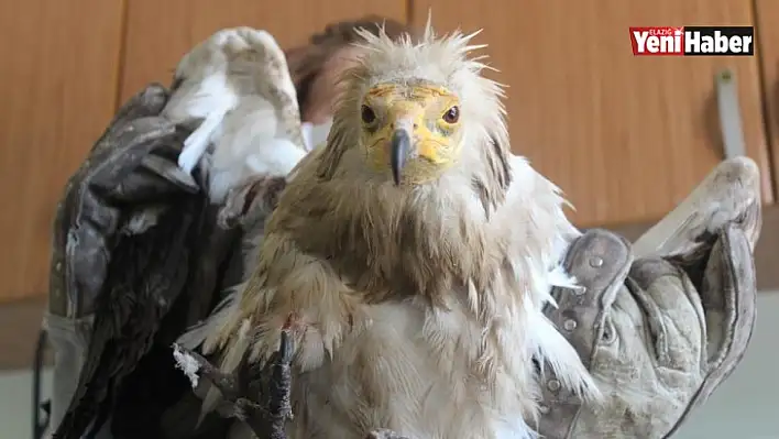 Elazığ'da Yaralı 'Mısır Akbabası' Tedavi Altına Alındı