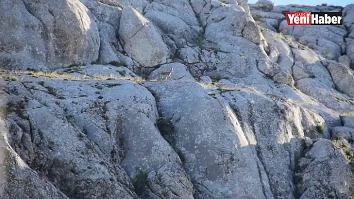 Elazığ'da Yavru Yaban Keçisi Görüldü