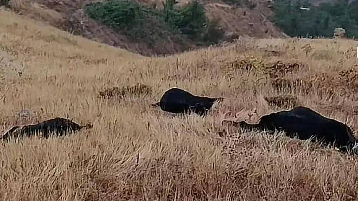 Elazığ'da Yıldırım Faciası!